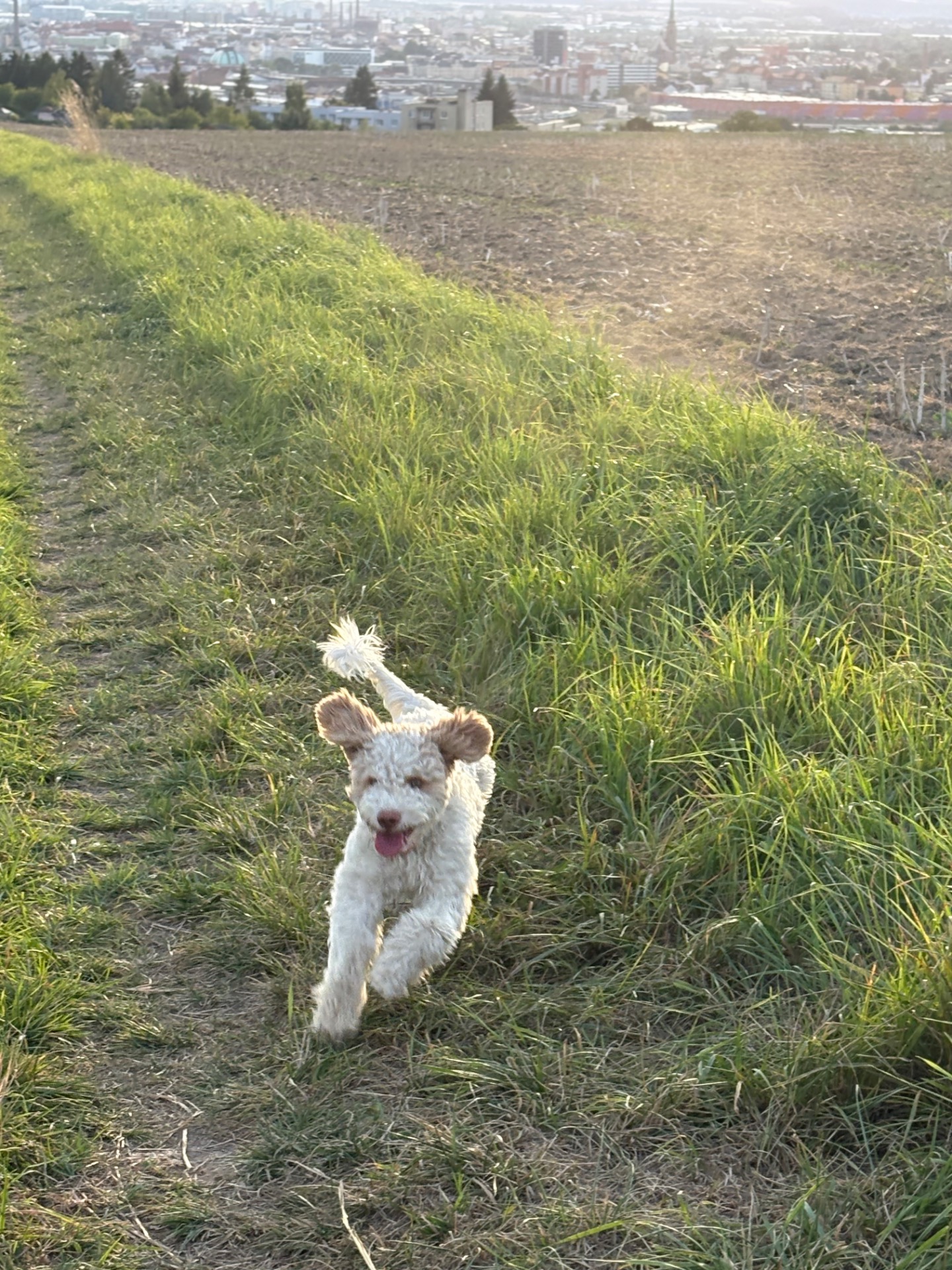 Annabella